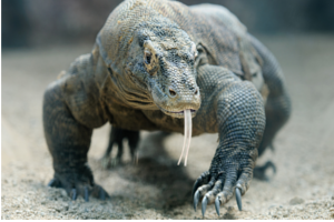 komodo