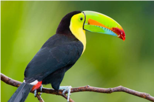 tucan